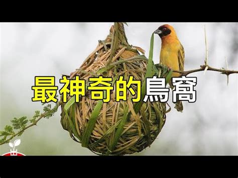 家裡有鳥巢代表什麼|小鳥築巢風水秘訣